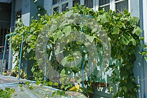 Winged bean tree arch