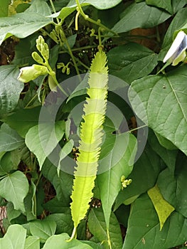 Winged Bean Tree