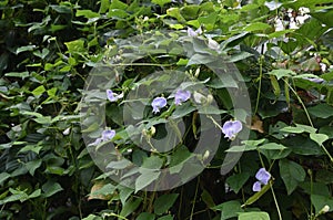 A Winged bean vine is growing with immature pods, purple flowers, and flower buds