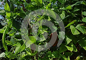 A winged bean vine with hanging winged bean spikes and flowers