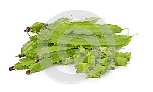 Winged bean on white background