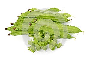 Winged bean on white background