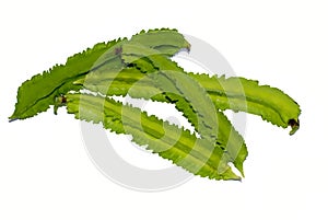 Winged bean on white background