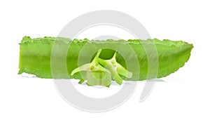 Winged bean on white background