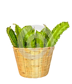 Winged bean on white background with clippingpath