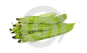 Winged bean on white background