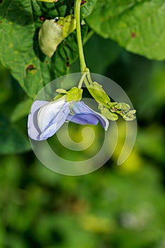 Winged beanat garden