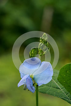 Winged beanat garden