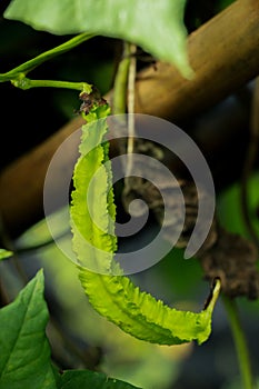 Winged beanat garden