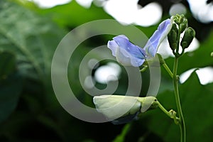 Winged beanat garden