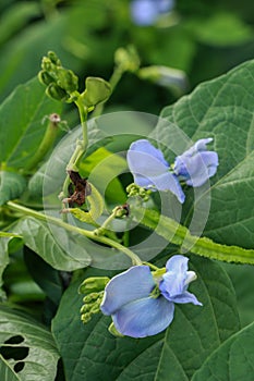 Winged beanat garden