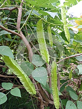 Winged beans & x28;Psophocarpus tetragonolobus& x29;