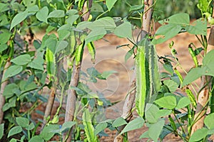 Winged Beans, Psophocarpus Tetragonolobus