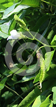 Winged beans while still growing