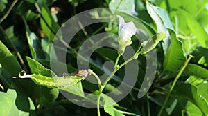 Winged beans while still growing