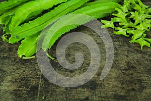 Winged beans on wooden background