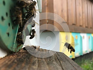 Winged bee slowly flies to beehive collect nectar for honey