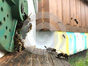 Winged bee slowly flies to beehive collect nectar for honey