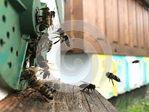 Winged bee slowly flies to beehive collect nectar for honey