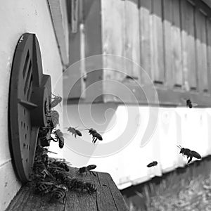 Winged bee slowly flies to beehive collect nectar for honey