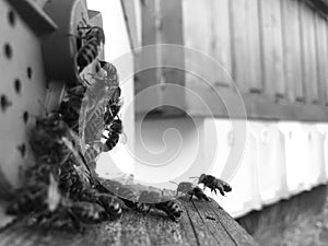 Winged bee slowly flies to beehive collect nectar for honey