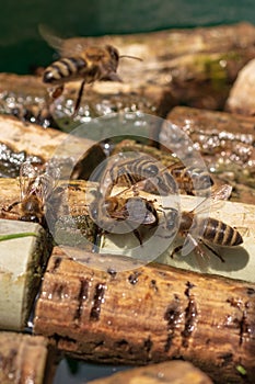 Winged bee slowly flies to corks, collect nectar for honey