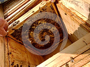 Winged bee slowly flies to honeycomb collect nectar