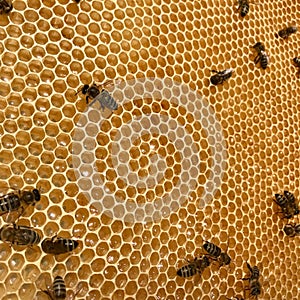 Winged bee slowly flies to honeycomb collect nectar for honey on private apiary from flowers