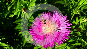 Winged bee slowly flies to the plant