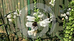 Winged bee slowly flies to the plant