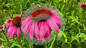 Winged bee slowly flies to the plant