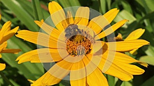 Winged bee slowly flies to the plant, collect nectar for honey on private apiary from flower.