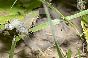 Winged black garden ant before swarming on a blade of grass