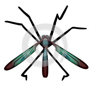 Winged bloodsucking insect isolated on white background. Vector cartoon close-up illustration. photo