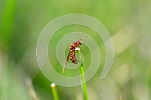 Winged brown ant crawling up a blade of grass, macro image of an insect on a blurred green background, end of summer