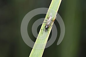 Winged Carpenter ant , Camponotus herculeanus, Satara, Maharashtra