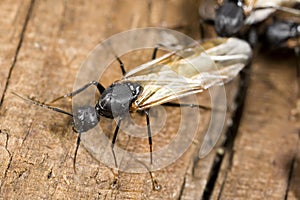 Winged carpenter ant closeup