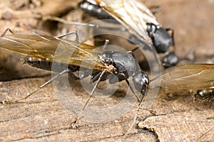 Winged carpenter ant closeup