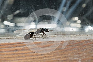 A winged carpenter ant crawls on a tree in close-up.