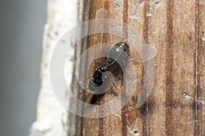 A winged carpenter ant crawls on a tree in close-up
