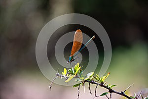 Winged elegance, balanced dragonfly with space for text