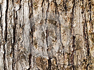 Winged Elm Tree Bark in the shade