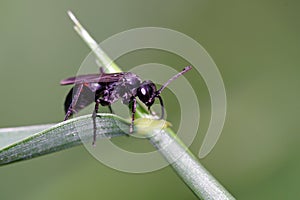 Winged Female Carpenter Ant