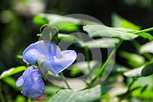 The Winged Flower (Psophocarpus tetragonolobus).