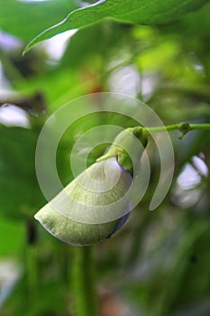 The Winged Flower (Psophocarpus tetragonolobus).