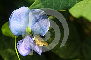 The Winged Flower (Psophocarpus tetragonolobus).