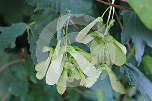 Winged fruit of the sycamore tree