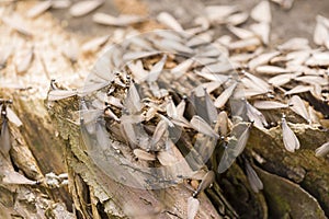 Winged individuals of termite