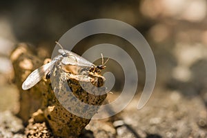 Winged individuals of termite