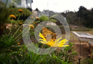 Brown moth butterfly perched over a bright daisy yellow flower photo